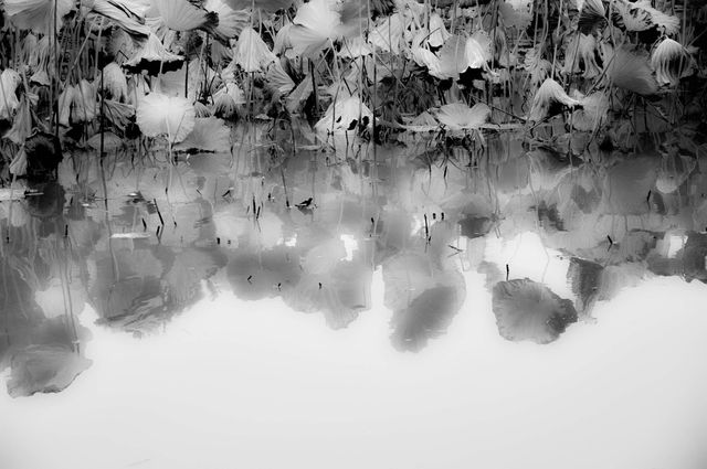 Calm, serene reflection of lotus leaves on still water in monochromatic tone. This visual captures tranquility and peacefulness, ideal for use in mindfulness, meditation practices, or wellness and relaxation content. Its abstract and minimalist composition also suits artistic and nature-themed applications.