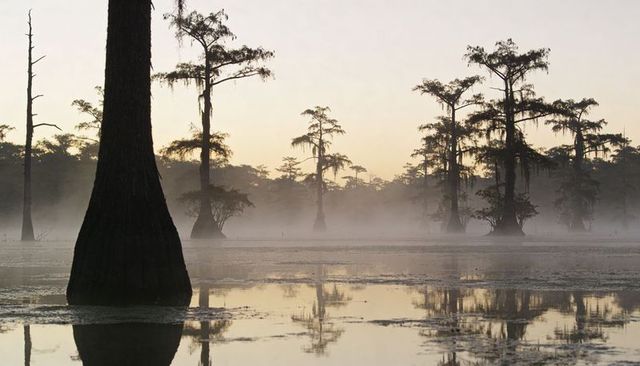Misty cypress bayou at dawn reflecting silhouetted bald cypress trees in foggy light