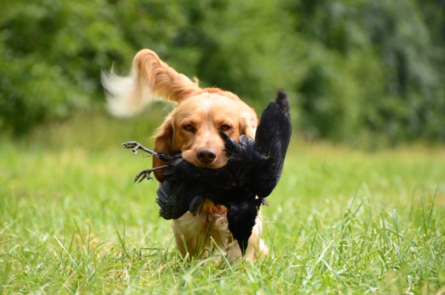 Golden Retriever running through open field with a blackbird in its mouth. Useful for themes related to hunting, pet training, animals in nature, and outdoor activities. Great for dog training guides, pet care articles, and wildlife magazines.