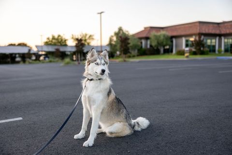 Majestic siberian husky on leash in urban area