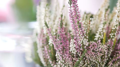 Pastel heather blooming close-up, pink white calluna for spring decor and floral background