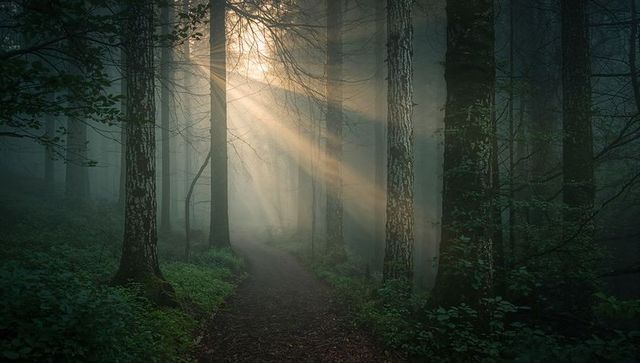 Misty Forest Trail with Sunbeams Piercing Canopy and Mossy Undergrowth