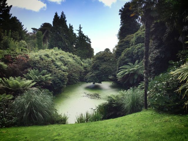Tranquil Forest Pond Surrounded By Lush Vegetation In Daylight - Download Free Stock Photos Pikwizard.com