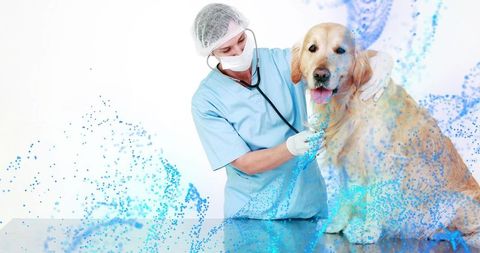 Veterinarian examining golden retriever with advanced technology holographs