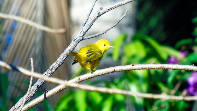 Bright yellow bird with vivid plumage balancing on thin branches. The bird is in an outdoor, sunlit area with blurred greenery in the background. Useful for nature-themed designs, blog posts about wildlife, educational materials on bird species, or promoting wildlife conservation.