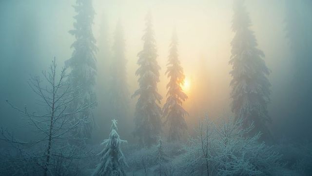 Snow-Covered Fir Trees in Misty Mountain Forest Sunrise
