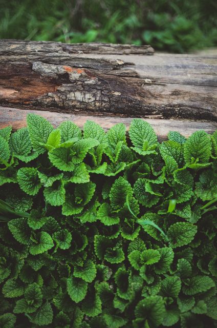 Lush green leaves growing densely against a weathered wooden log. The vibrant foliage contrasts with the rustic texture of the bark, creating a sense of freshness and natural beauty. Ideal for nature-themed projects, backgrounds, and promoting eco-friendly products.