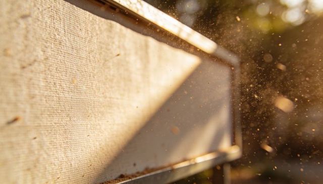 Beehive frame catching golden sunlight, pollen motes floating in warm macro closeup