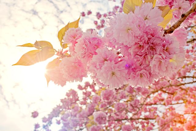 Blooming Pink Cherry Blossoms Against Glowing Sunlight - Download Free Stock Photos Pikwizard.com