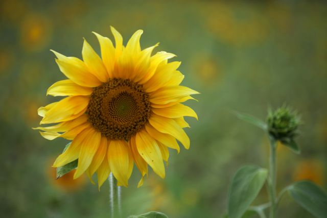 Sunflower Flower Yellow - Download Free Stock Photos Pikwizard.com