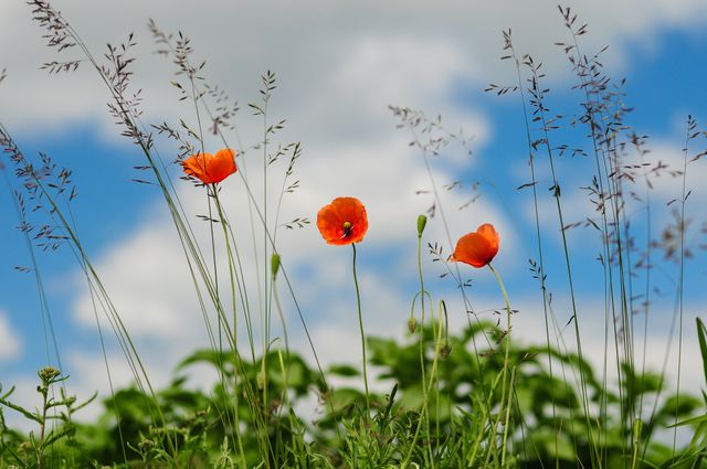 Bright orange poppies stand tall amid a lush green meadow with a backdrop of a clear blue sky dotted with fluffy white clouds. Suitable for use in topics related to natural beauty, floriculture, countryside landscapes, serene outdoor settings, seasonal gardening, environmental designs, and tranquil natural scenery backdrops.