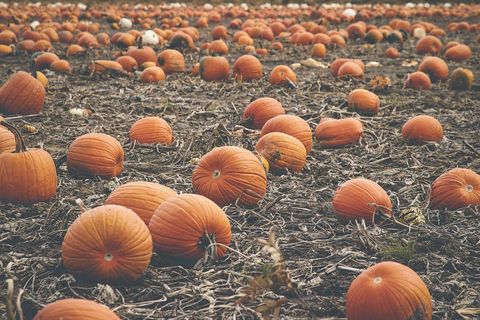 Autumn pumpkin patch scattered orange pumpkins on dry field for fall harvest season