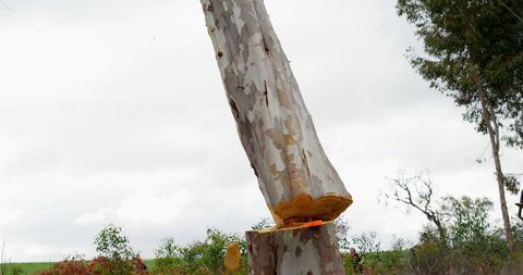 Tree Being Uprooted During Logging Operation Under Cloudy Sky - Download Free Stock Images Pikwizard.com