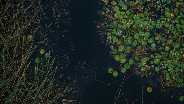 Moody top-down lily pad cluster with reeds and dark water