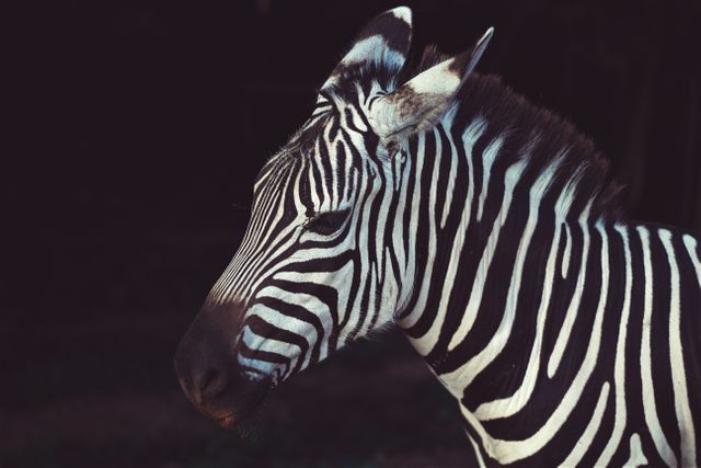 Close-up view of a zebra's side profile featuring distinct black and white stripes against a dark background. Ideal for use in wildlife articles, educational posts, nature stories, exotic animal features, or as a decorative image for animal lovers.