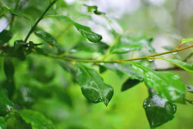Bright green leaves with droplets of dew clinging to branches in a forest environment. Ideal for nature-related projects, environmental campaigns, and content focusing on growth, freshness, or outdoor activities. Can be used as a soothing natural background or for eco-friendly branding.