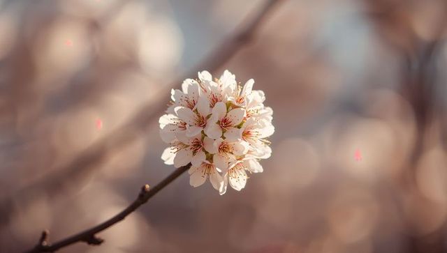 Blooming pale pink cherry blossom cluster on slender twig with dreamy pastel bokeh