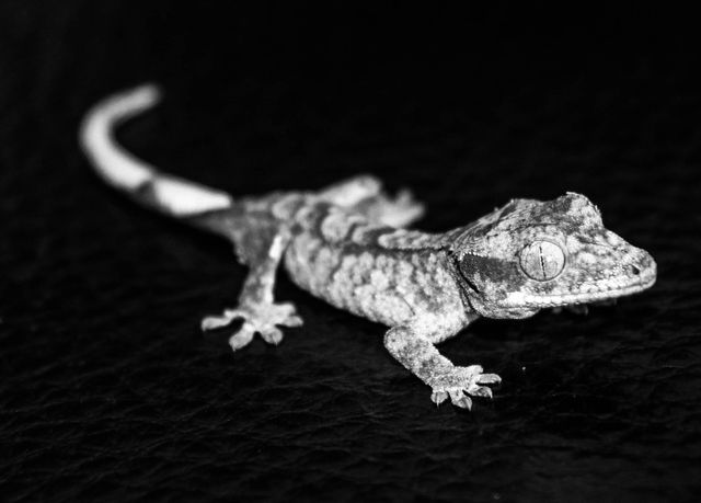 Close-Up of Exotic Gecko Lizard in Black and White - Download Free Stock Photos Pikwizard.com