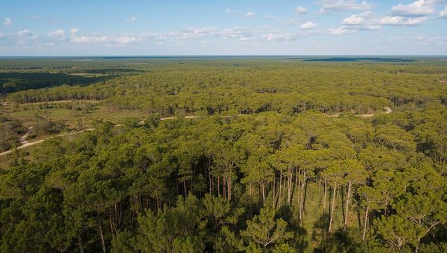 Drone view of dense pine woodland with meandering track