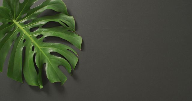 Tropical monstera leaf displaying vibrant green against dark background. Ideal for botanical themes, natural products, interior design inspirations, nature-focused website headers, eco-friendly concept marketing, or background for quotes.