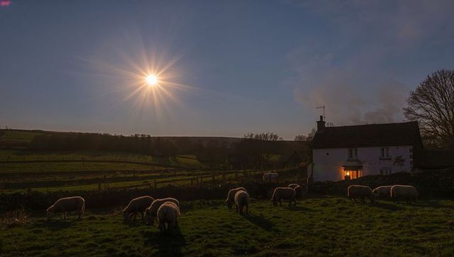 Sunlit countryside cottage with grazing sheep casting long shadows at golden hour