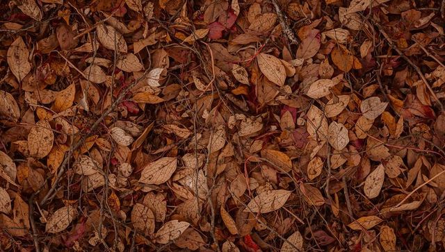 Forming dense carpet of autumn leaves and twigs creating warm textured forest-floor mosaic