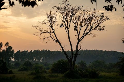 Solitary Bare Tree Silhouette at Golden Sunrise over Tropical Wetland Meadow