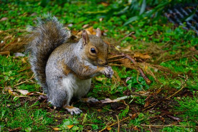 Gray squirrel is eating a nut while sitting on the grass. Ideal for use in wildlife articles, nature blogs, educational material, or promoting outdoor activities. Perfect for illustrating animal behavior in natural habitat.