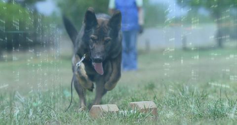 German Shepherd Practicing Agility with Trainer on Grassy Field