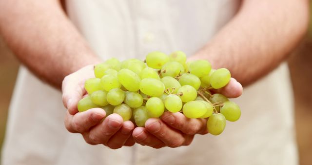 A person is holding a bunch of fresh green grapes in their hands, with copy space. Capturing the essence of agriculture or healthy eating, the image emphasizes the freshness of produce directly from the farm or garden.