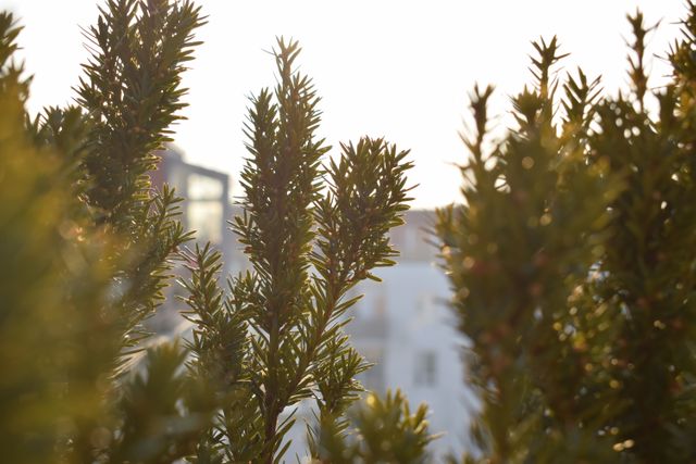 An image of lush evergreen foliage with an urban background blurred out. Sunlight illuminates the needles, providing a serene contrast between nature and the city. Ideal for use in articles or posts about urban gardening, the coexistence of natural and urban spaces, or promoting greenery in cities.
