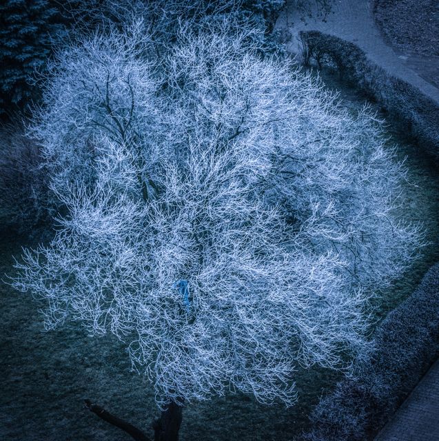 Aerial View of Frost Covered Tree in Winter - Download Free Stock Photos Pikwizard.com