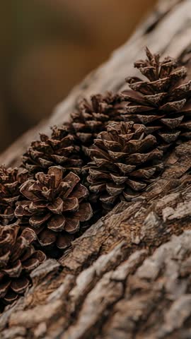Shifting focus revealing rustic pine cones nesting in tree bark crevice vertical nature clip