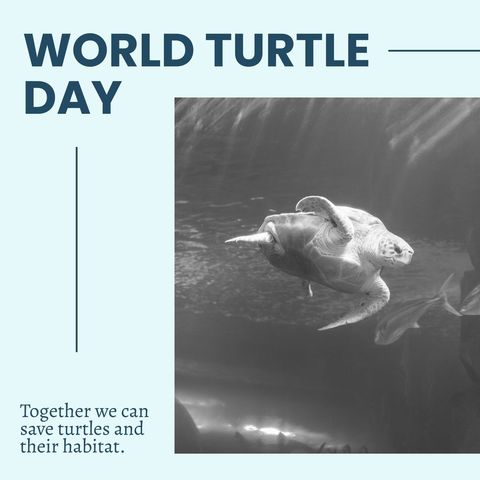 celebrating world turtle day with underwater wildlife advocacy - Download Free Stock Templates Pikwizard.com