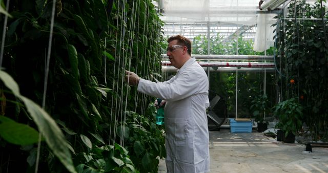 Scientist in Greenhouse Researching Plant Growth - Download Free Stock Images Pikwizard.com