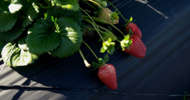 Strawberries hanging from plants with bright, fresh leaves in a garden. Ideal for illustrating agricultural practices, gardening, organic produce, and healthy eating. Could be used in content related to farming, horticulture, or natural foods.