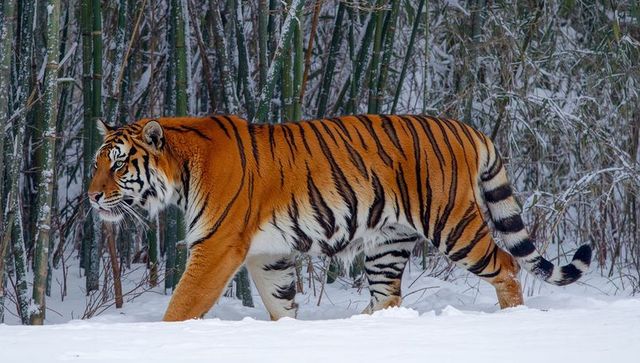 Bengal tiger prowling snowy bamboo grove, winter wildlife portrait full-body profile