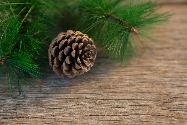 Pine cone and Christmas tree branch on wooden plank creating a rustic holiday decoration. Ideal for use in Christmas cards, seasonal advertisements, nature-themed designs, and festive home decor inspiration.