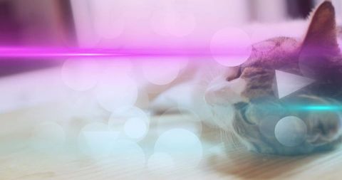 Dreamy tabby cat lying on pale wood with neon magenta cyan streaks, play icons