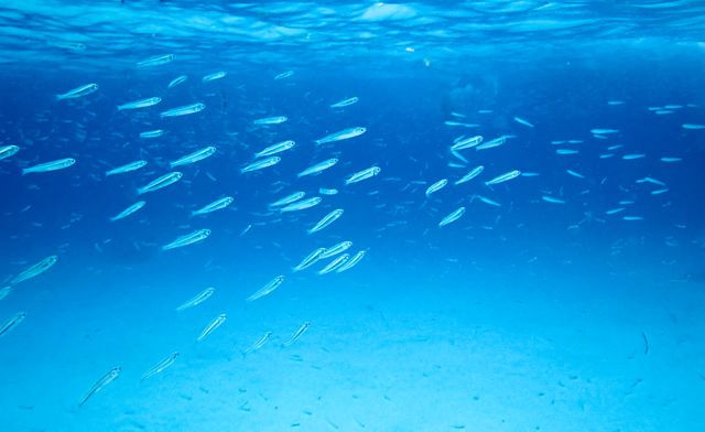 School of Small Fish Swimming in Clear Blue Ocean - Download Free Stock Photos Pikwizard.com