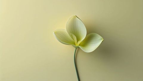 Minimalistic botanical art with elegant greenish-white flower