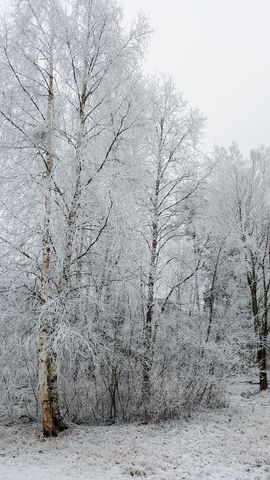 Frosted Birch Trees Creating Serene Winter Landscape With Snow-Covered Branches