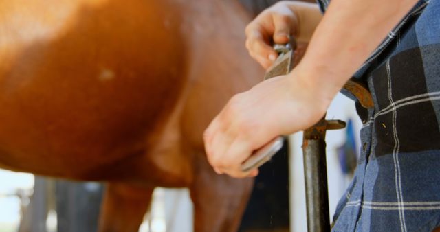 Close-Up of Farrier Shoeing Horse Hoof with Hand Tools - Download Free Stock Images Pikwizard.com