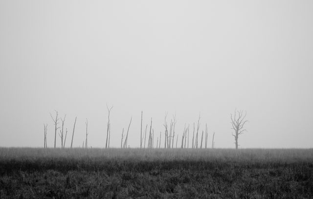 Bare trees stand in a misty, foggy field creating an eerie and moody atmosphere. The black and white tones highlight the mysterious feel. Ideal for use in themes related to nature, spooky environments, loneliness, or mystery. Suitable for backgrounds, banners, posters related to eerie moods or natural scenery.
