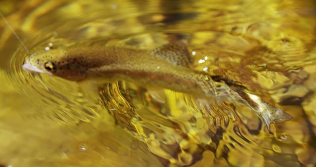 Trout Swimming in Clear Gold-Tinted Water - Download Free Stock Images Pikwizard.com