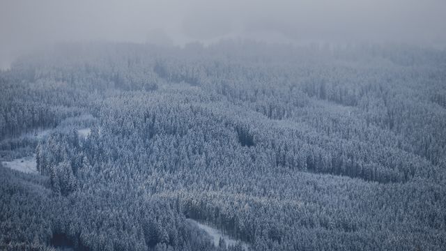 Dense snow-covered forest with a foggy mountain in the background creates a serene and cold atmosphere. Suitable for environmental conservation themes, climate illustrations, winter travel promotions, and seasonal backgrounds.