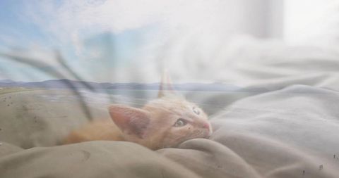 Nestling orange tabby kitten gazing on soft beige bedding with coastal double exposure