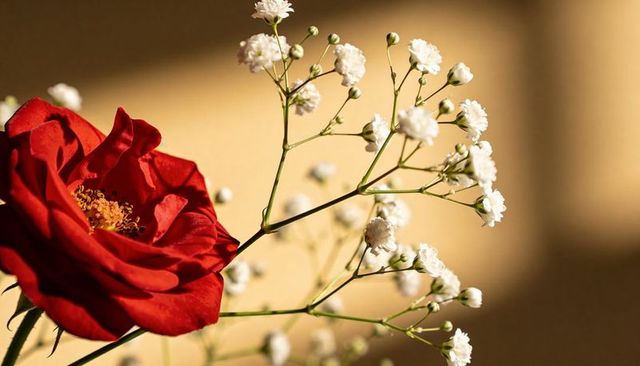 Single red rose revealing yellow stamens with baby's breath in warm golden light