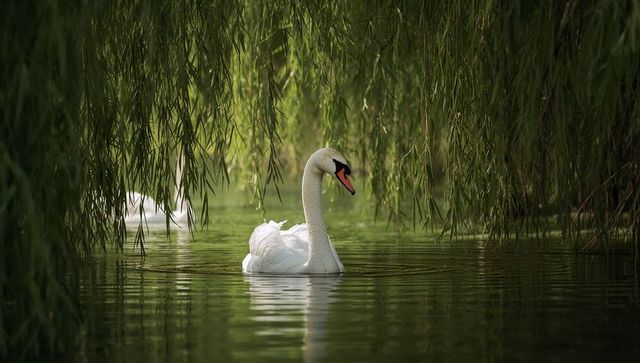 Graceful swan gliding under willow canopy creating ripples on green pond