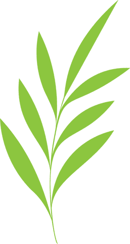 bright green branch with lanceolate leaves on transparent background - Download Free Stock Videos Pikwizard.com